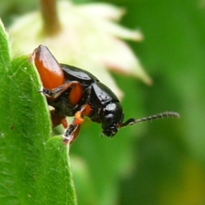 Altica sp. (genus) at QPRC LGA - suppressed