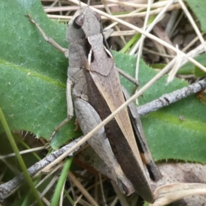 Cryptobothrus chrysophorus at QPRC LGA - suppressed