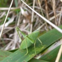 Caedicia simplex (Common Garden Katydid) at Mongarlowe River - 10 Oct 2023 by arjay