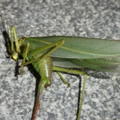 Terpandrus sp. (genus) (Gumleaf Katydid) at Mongarlowe River - 9 Apr 2023 by arjay