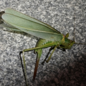 Terpandrus sp. (genus) at QPRC LGA - 9 Apr 2023