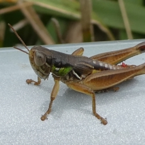 Praxibulus eurobodallae at QPRC LGA - suppressed