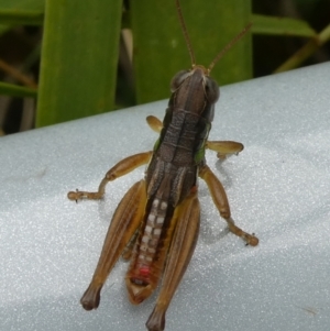 Praxibulus eurobodallae at QPRC LGA - suppressed