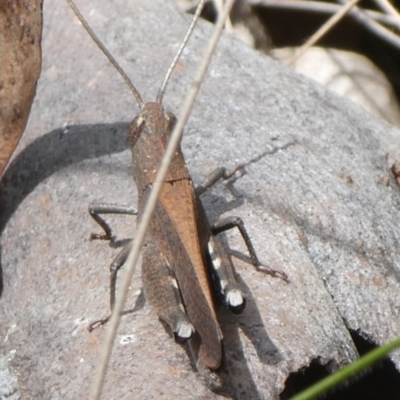 Cirphula pyrrhocnemis (Variable Cirphula) at Mongarlowe River - 27 Jan 2022 by arjay