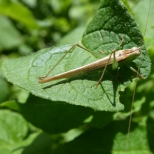 Conocephalus semivittatus at QPRC LGA - 14 Nov 2021