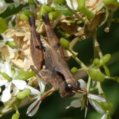 Phaulacridium vittatum (Wingless Grasshopper) at Mongarlowe River - 2 Feb 2021 by arjay