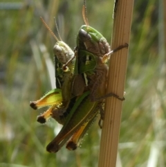 Praxibulus eurobodallae at QPRC LGA - 24 Jan 2021 by arjay