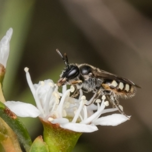 Euhesma nitidifrons at Block 402 - 13 Dec 2023