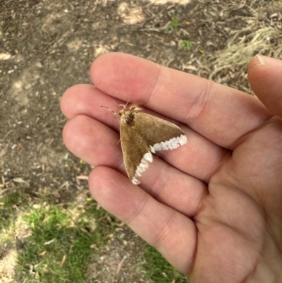 Euproctis baliolalis (Browntail Gum Moth) at Murrumbateman, NSW - 13 Dec 2023 by Batogal