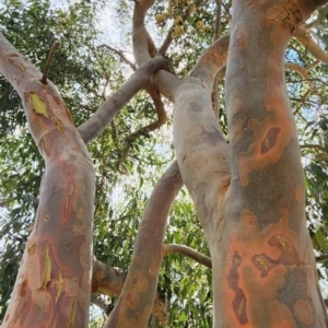 Angophora costata subsp. costata at Acton, ACT - 13 Dec 2023 02:17 PM