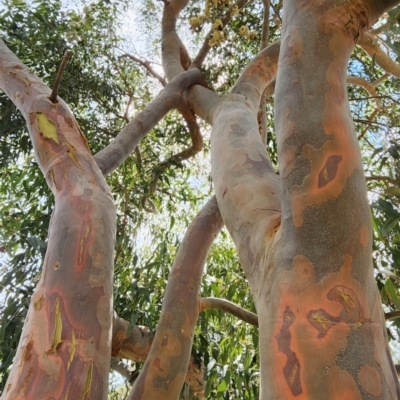 Angophora costata subsp. costata (Rusty Gum) at Acton, ACT - 13 Dec 2023 by Steve818