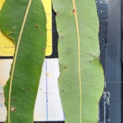 Angophora costata subsp. costata at Acton, ACT - 13 Dec 2023 02:17 PM