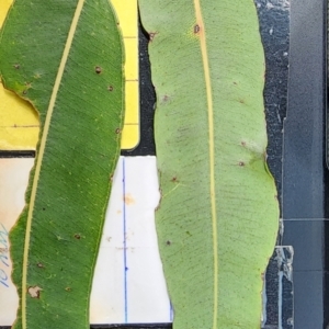 Angophora costata subsp. costata at Acton, ACT - 13 Dec 2023 02:17 PM