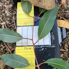 Angophora costata subsp. costata at Acton, ACT - 13 Dec 2023 02:17 PM