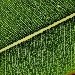 Angophora costata subsp. costata at Acton, ACT - 13 Dec 2023 02:17 PM