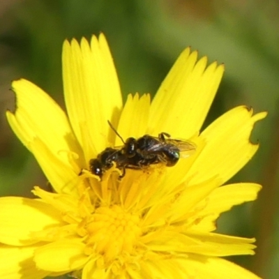 Lasioglossum (Homalictus) sp. (genus & subgenus) (Furrow Bee) at Wingecarribee Local Government Area - 13 Dec 2023 by Curiosity