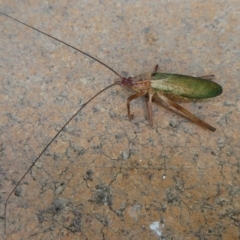 Narea sp. (genus) (A katydid) at QPRC LGA - 20 Jan 2021 by arjay