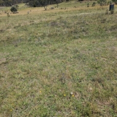 Eryngium ovinum at Taylor, ACT - 13 Dec 2023 11:45 AM