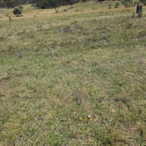 Eryngium ovinum at Taylor, ACT - 13 Dec 2023 11:45 AM