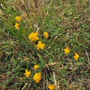 Hypericum gramineum at Taylor, ACT - 13 Dec 2023 08:29 AM