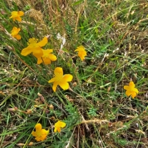 Hypericum gramineum at Taylor, ACT - 13 Dec 2023