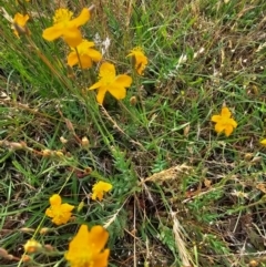 Hypericum gramineum at Taylor, ACT - 13 Dec 2023 08:29 AM