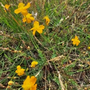 Hypericum gramineum at Taylor, ACT - 13 Dec 2023 08:29 AM