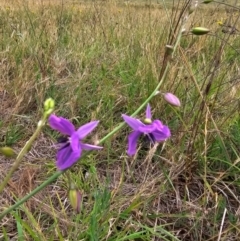 Arthropodium fimbriatum (Nodding Chocolate Lily) at Jacka, ACT - 11 Dec 2023 by Jiggy