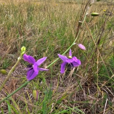 Arthropodium fimbriatum (Nodding Chocolate Lily) at Jacka, ACT - 12 Dec 2023 by Jiggy