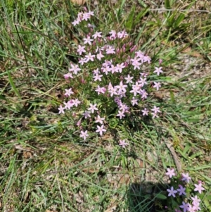 Centaurium sp. at Taylor, ACT - 13 Dec 2023 12:02 PM