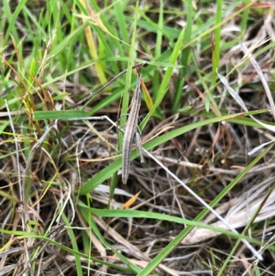 Keyacris scurra (Key's Matchstick Grasshopper) at Kinleyside - 9 Dec 2023 by AMR