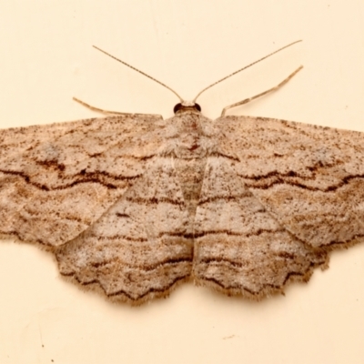 Scioglyptis loxographa (Light Grey Bark Moth) at Ainslie, ACT - 10 Dec 2023 by jb2602