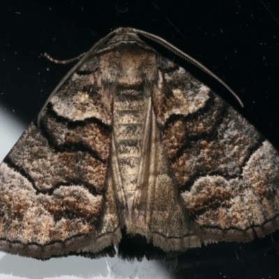 Dysbatus (genus) (A Line Geometrid.) at Ainslie, ACT - 10 Dec 2023 by jb2602