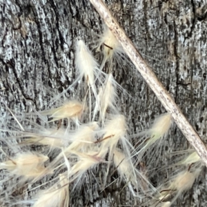 Rytidosperma longifolium at Red Hill, ACT - 12 Dec 2023