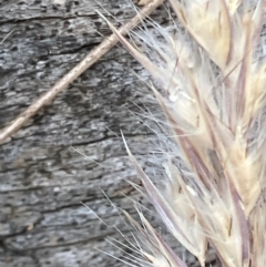 Rytidosperma longifolium at Red Hill, ACT - 12 Dec 2023