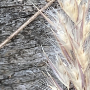 Rytidosperma longifolium at Red Hill, ACT - 12 Dec 2023