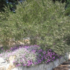 Acacia lanigera var. lanigera at QPRC LGA - 13 Dec 2023