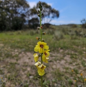 Verbascum virgatum at QPRC LGA - 13 Dec 2023