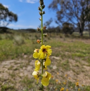 Verbascum virgatum at QPRC LGA - 13 Dec 2023