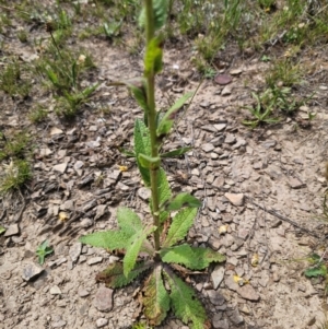 Verbascum virgatum at QPRC LGA - 13 Dec 2023