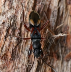Daerlac cephalotes (Ant Mimicking Seedbug) at Downer, ACT - 13 Dec 2023 by RobertD