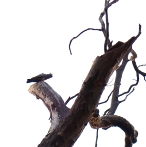 Callocephalon fimbriatum (identifiable birds) at Mount Painter - suppressed