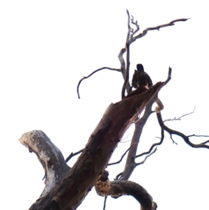 Callocephalon fimbriatum (identifiable birds) at Mount Painter - suppressed