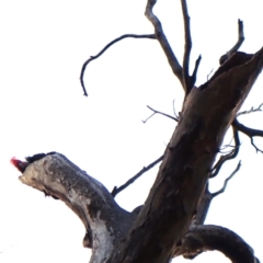 Callocephalon fimbriatum (identifiable birds) at Mount Painter - 13 Dec 2023