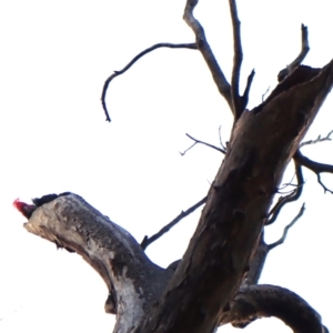 Callocephalon fimbriatum (identifiable birds) at Mount Painter - suppressed