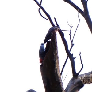 Callocephalon fimbriatum (identifiable birds) at Mount Painter - 13 Dec 2023