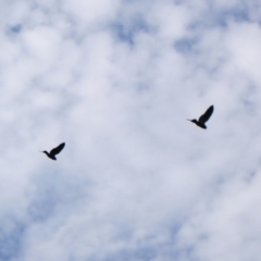 Callocephalon fimbriatum (identifiable birds) at Mount Painter - 13 Dec 2023