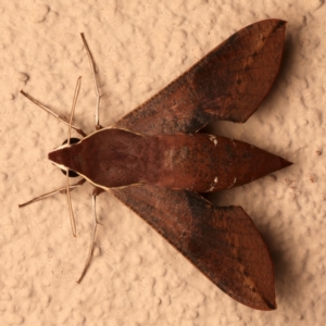 Hippotion scrofa at Ainslie, ACT - 10 Dec 2023