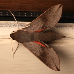 Hippotion scrofa at Ainslie, ACT - 10 Dec 2023