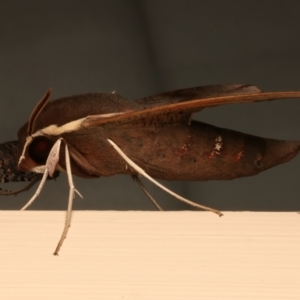 Hippotion scrofa at Ainslie, ACT - 10 Dec 2023